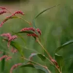 Persicaria lapathifolia - Ampfer-Knöterich       0,25 g,  ca. 150 Korn (UG 02, PG D)