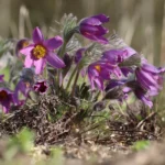 Pulsatilla vulgaris - gewöhnliche Küchenschelle ,    Pflanze im 12 cm RC Rundtopf (UG 11)