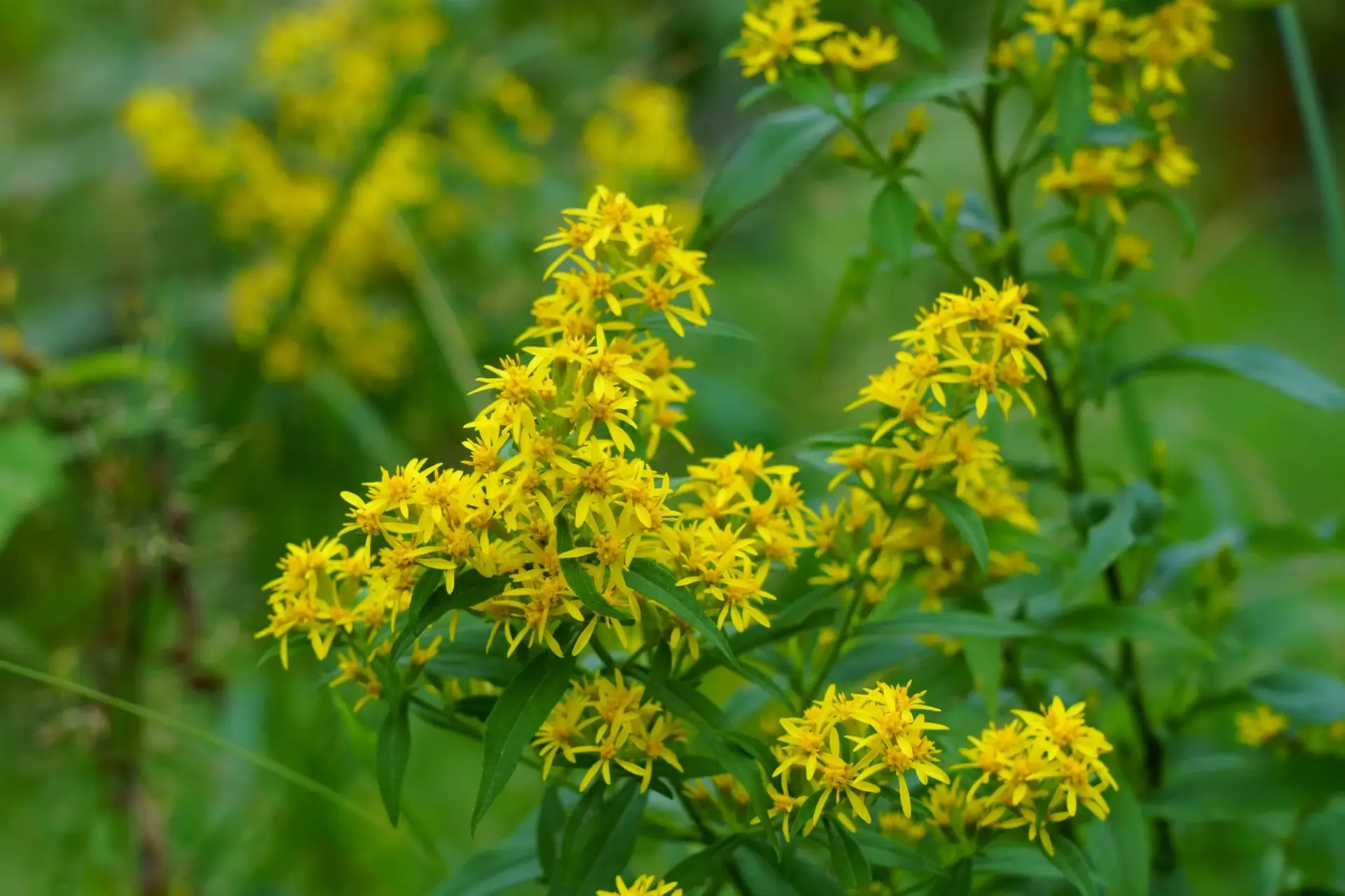 Solidago virgaurea_gewöhnliche Goldrute_10 Solidago virgaurea - gewöhnliche Goldrute 7 Jungpflanzen (UG 11) – Bild 1