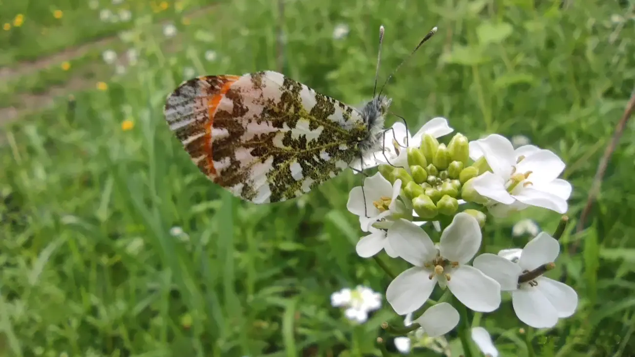 Aurorafalter (Anthocharis cardamines) auf blühender Knoblauchsrauke (Alliaria petiolata)