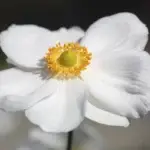Anemone jap. Honorine Jobert - Herbstanemone     1 Pflanze im P05-Topf (UG n.n, Fl)