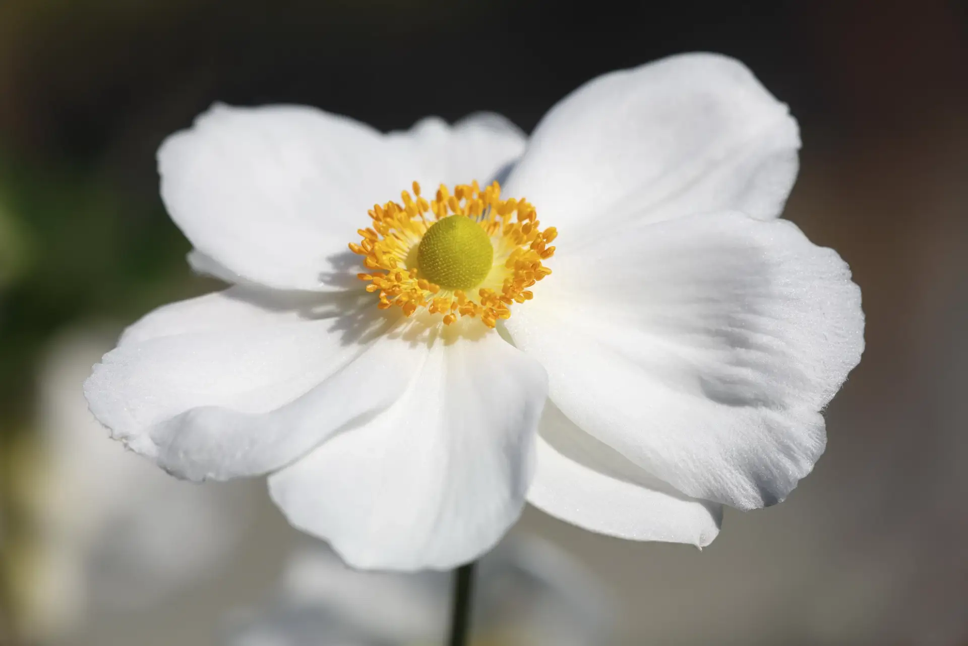 Anemone jap. Honorine Jobert_02 Anemone jap. Honorine Jobert - Herbstanemone 1 Pflanze im P05-Topf (UG n.n, Fl) – Bild 1