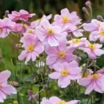 Anemone jap. Königin Charlotte - Herbstanemone     1 Pflanze im P05-Topf (UG n.n, Fl)