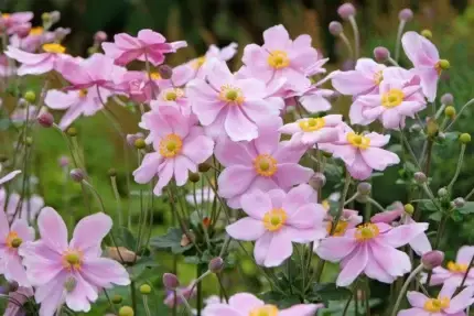 Anemone jap. K&ouml;nigin Charlotte - Herbstanemone     1 Pflanze im P05-Topf (UG n.n, Fl)