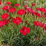 Dianthus deltoides 'Brillant' - rote Heidenelke     1 Pflanze Tb05