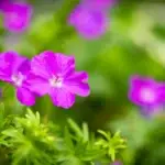 Geranium sanguineum 'Max Frei' - Blut-Storchschnabel,  1 Pflanze im P0,5 Topf (UG n.n., Tw)