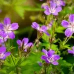 Geranium sylvaticum 'Mayflower' - Wald-Storchschnabel,  1 Pflanze im P0,5 Topf (UG n.n., FL)