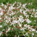 Gillenia trifoliata - nördliche Dreiblattspiere     Pflanze im P1-Topf (UG n.n, Fl)