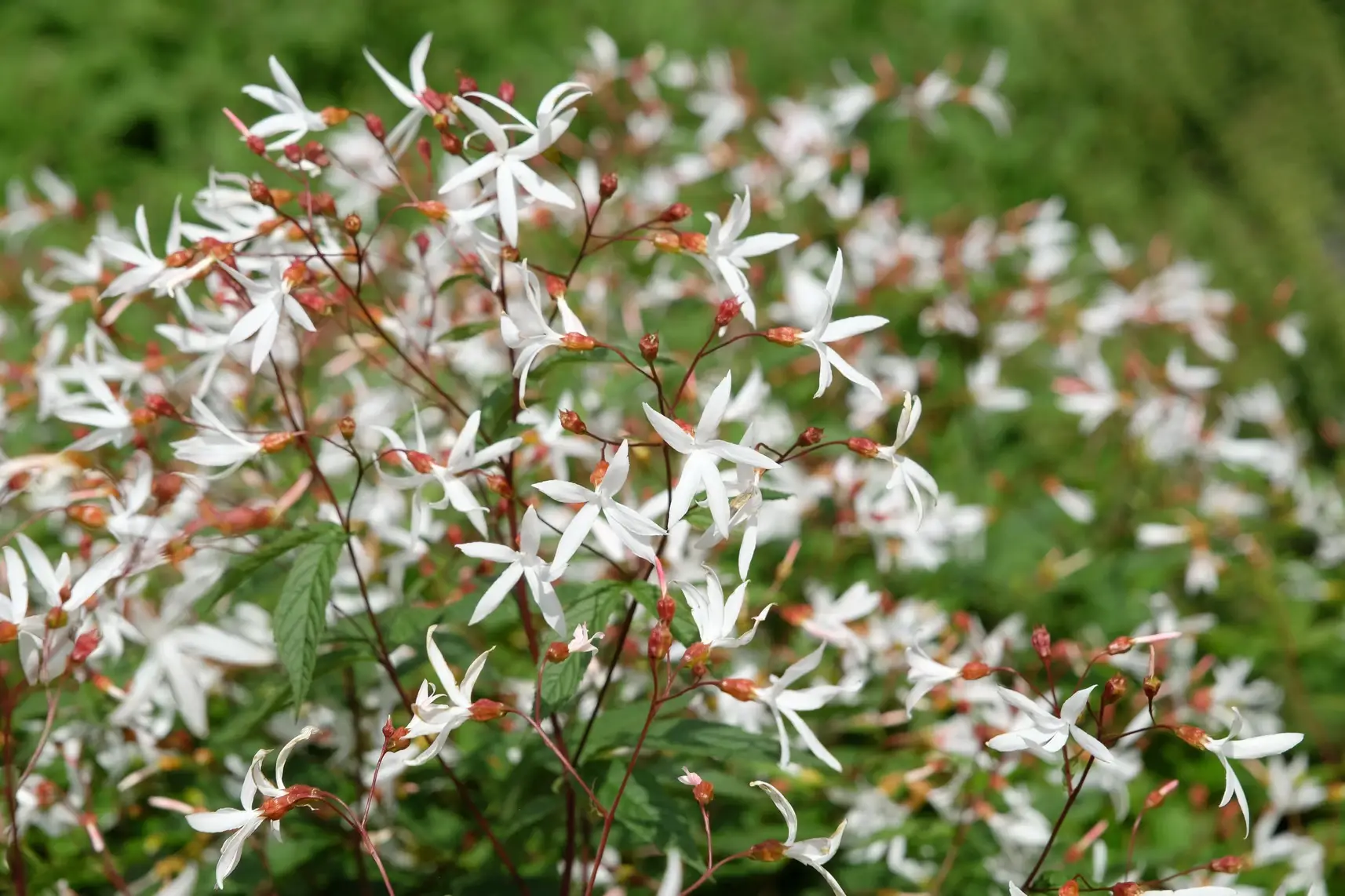 Gillenia trifoliata - Dreiblattspiere_01 Gillenia trifoliata - nördliche Dreiblattspiere Pflanze im P1-Topf (UG n.n, Fl) – Bild 1