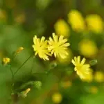Lapsana communis - gemeiner Rainkohl      0,5 g ca. 600 Korn (UG n.n., PG C)