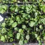 Phyteuma scheuchzeri - Teufelskralle     7 Stck. Jungpflanzen